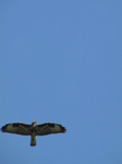 SX24006 Buzzard in Biesbosch.jpg